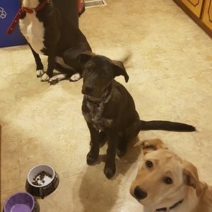 Meet your Posher, David